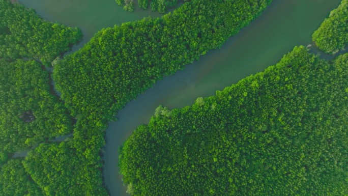从热带岛屿上的红树林的水上鸟瞰图。