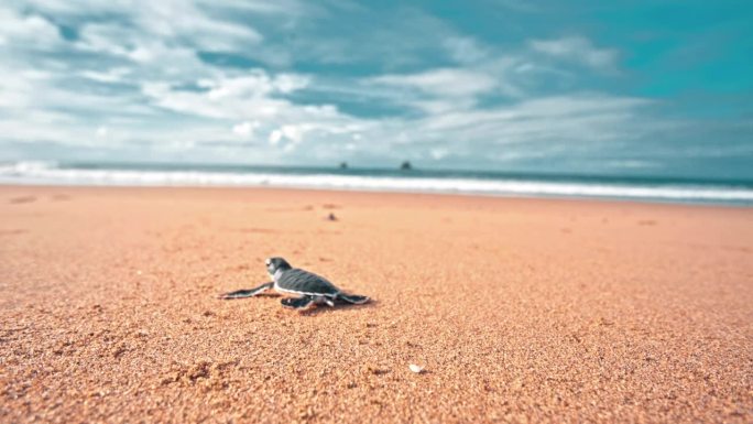 小海龟慢慢地向大海爬去