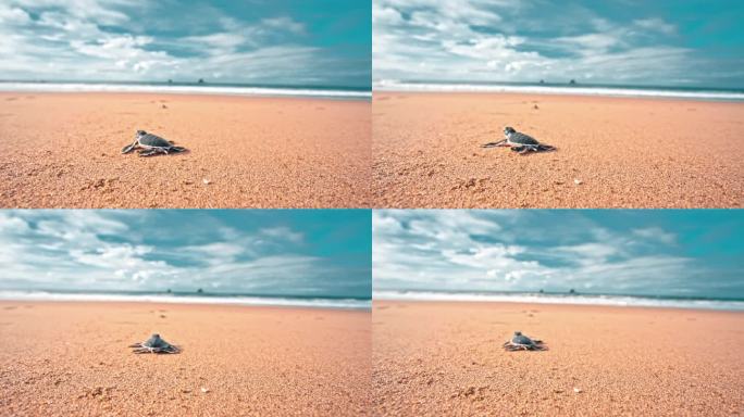 小海龟慢慢地向大海爬去