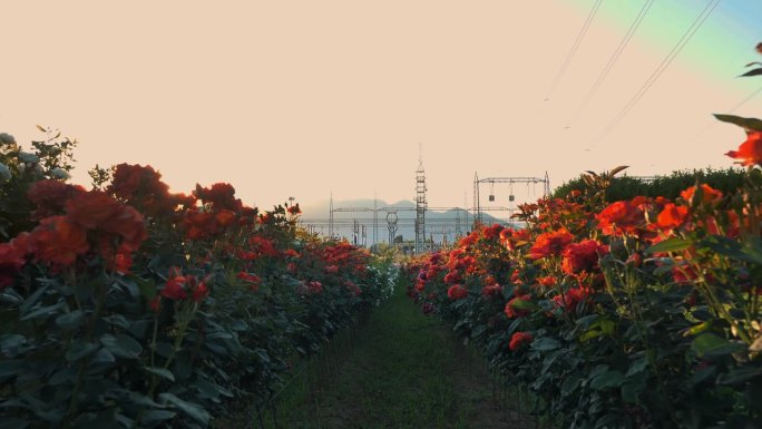 日落。玫瑰花丛。农业企业为开发新型玫瑰花丛。以群山为背景。玫瑰新品种。
