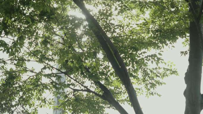 阳光透过树叶 逆光 光斑