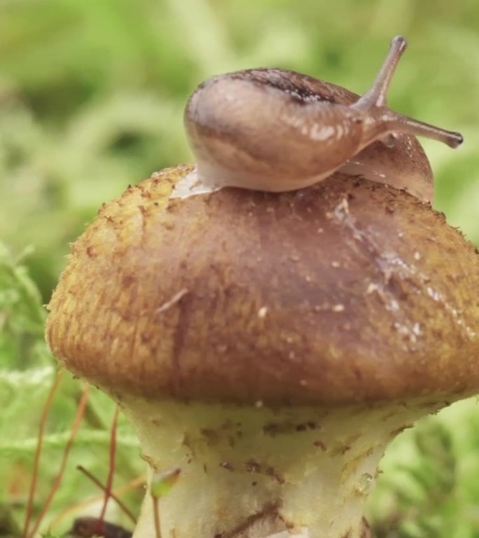 蜗牛上有蘑菇蜜环菌，黏液。在苔藓上，宏观。360度拍摄垂直视频。