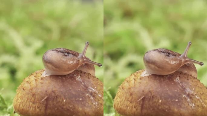 蜗牛上有蘑菇蜜环菌，黏液。在苔藓上，宏观。360度拍摄垂直视频。