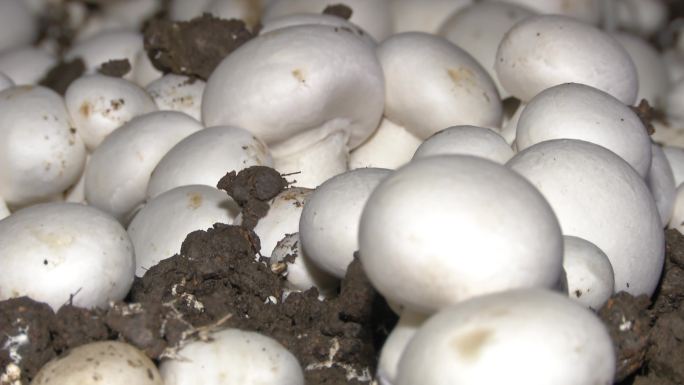 双孢菇蘑菇采摘