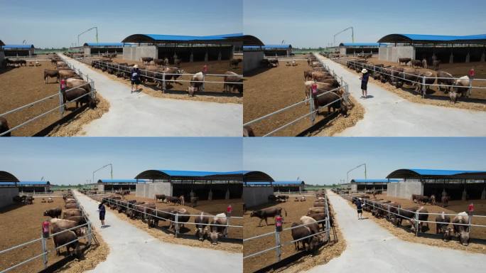 新疆褐牛牛市交易拍摄