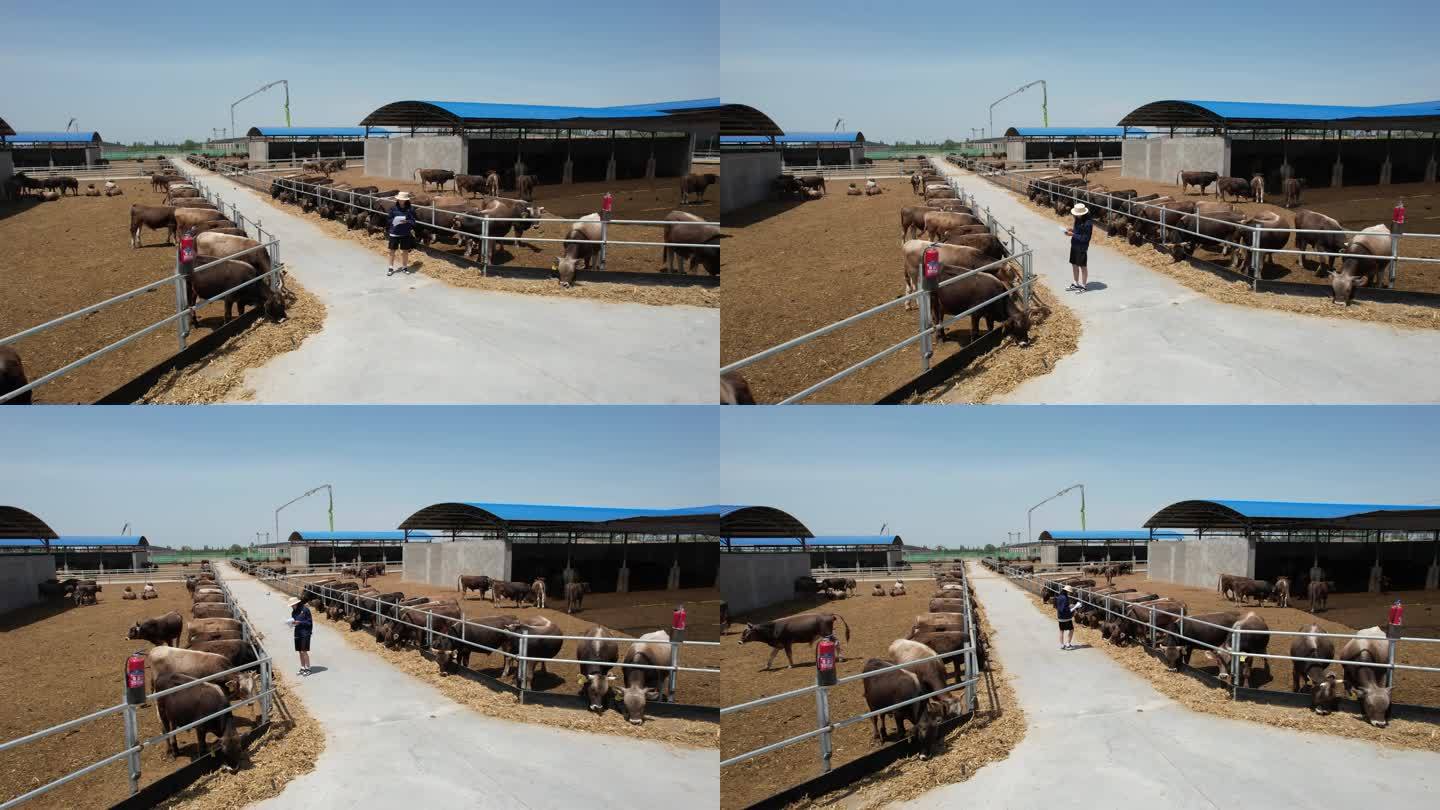 新疆褐牛牛市交易拍摄