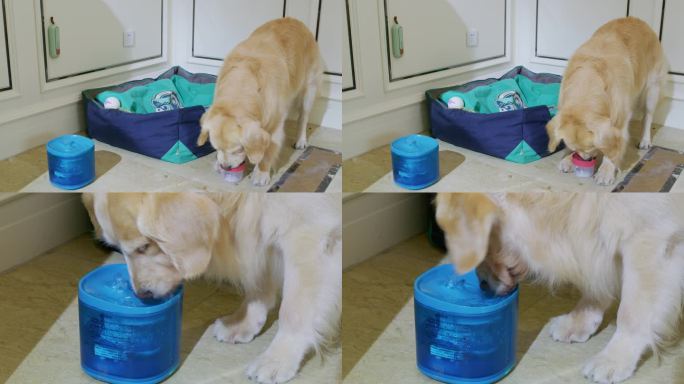 狗玩耍喝水