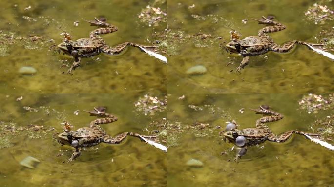 普通青蛙，蛙蛙，在水中呱呱叫的单一爬行动物