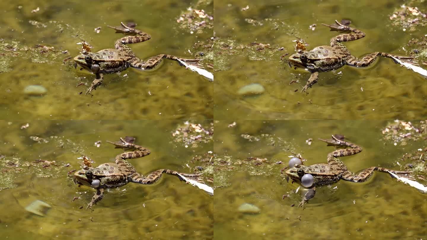 普通青蛙，蛙蛙，在水中呱呱叫的单一爬行动物