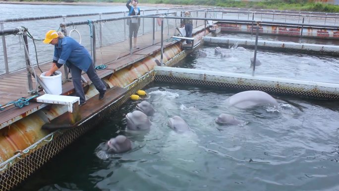 救治鲨鱼 海洋生物 工作人员