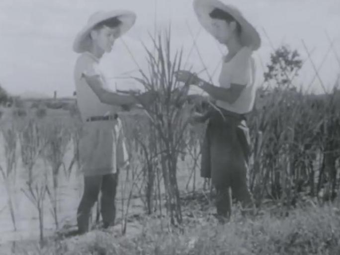 水稻专家 杂交水稻 增产实验 60年代