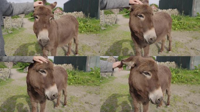 在英国威尔士康威附近的一个农场里，驴被抚摸着头的广角镜头，背景是质朴的石墙栅栏