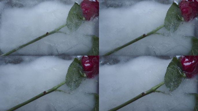 时间让一朵花、一株植物、一朵玫瑰在水中解冻。把植物冻在水里。生命本身的概念。间隔拍摄花朵。
