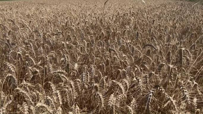 在一个炎热晴朗的日子里，麦田里种满了小麦。农场概念，特写