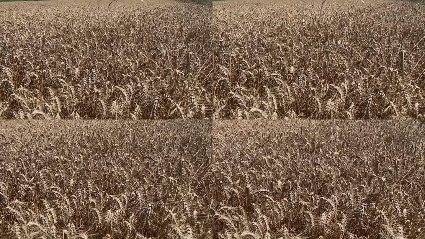 在一个炎热晴朗的日子里，麦田里种满了小麦。农场概念，特写