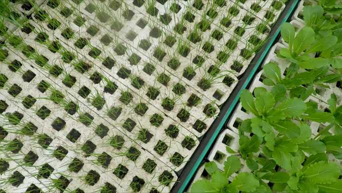 绿色蔬菜 大棚基地 温室种植