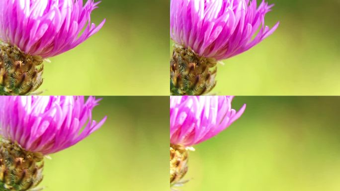 玫瑰蓟plumista，芽粉红色的花微距视频为背景，花的背景，花