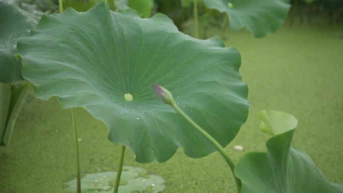 《荷叶上的雨珠与花苞》--开江万亩荷塘