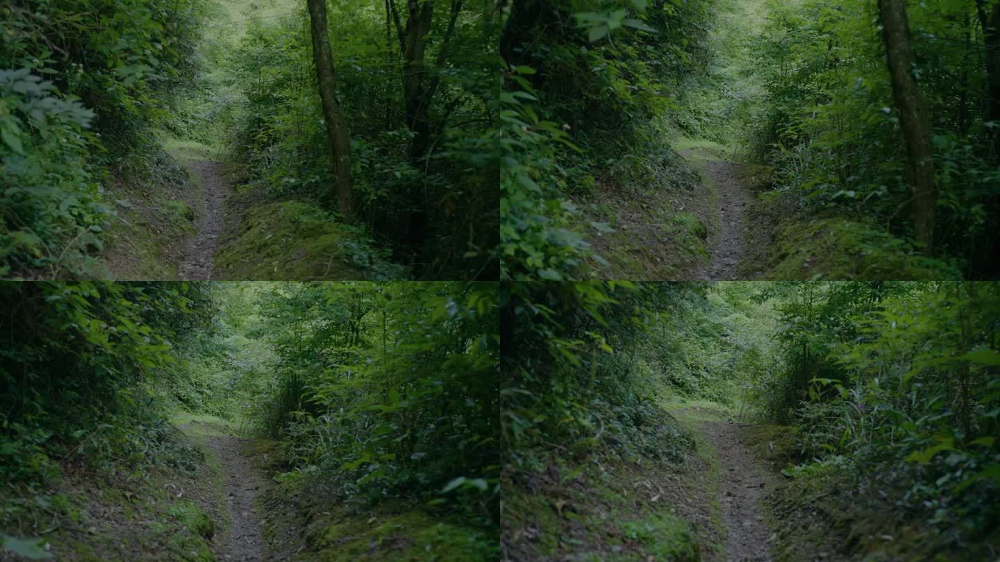 在森林小径上移动4K分辨率野路茂密
