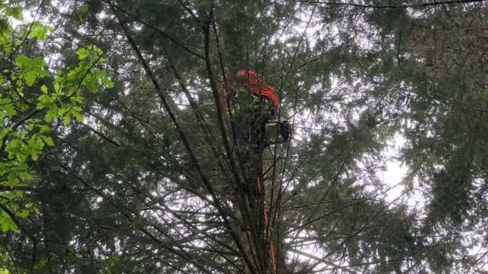 伐木工人带着锯子和马具爬树