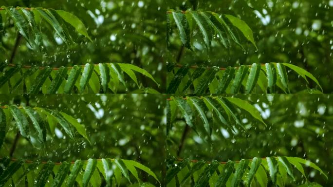 下雨时从绿叶蕨类植物上滴下的慢动作雨滴。平静放松冥想和平的背景。降雨丛林，鲜叶蕨类用水滴保护生态环境
