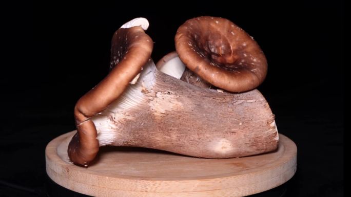 猪肚菌食用菌菇蘑菇 (1)