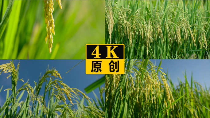 稻穗特写金色的稻田水稻