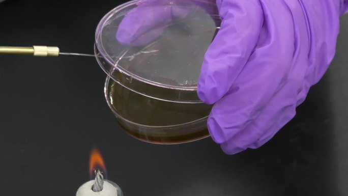 细菌培养皿实验 无菌实验