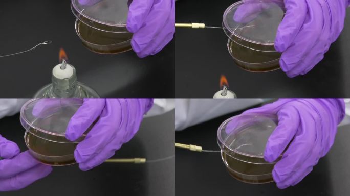 细菌培养皿实验 无菌实验