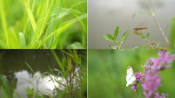 (4k原创)昆虫植物写意夏日温馨文艺日系