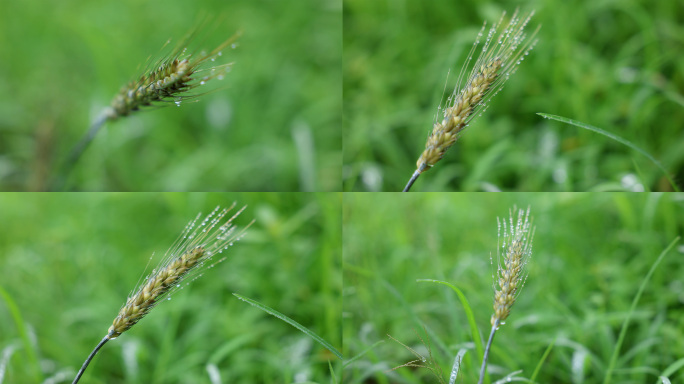 小满芒种节气麦穗水滴