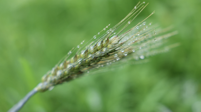 小满芒种节气麦穗水滴