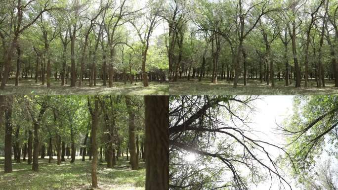 B新疆准噶尔老风口小树林4