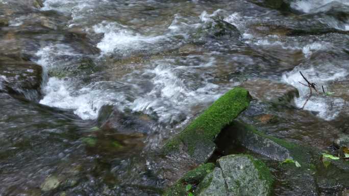 云南千家寨原始森林 湍急溪水冲刷溪石青苔