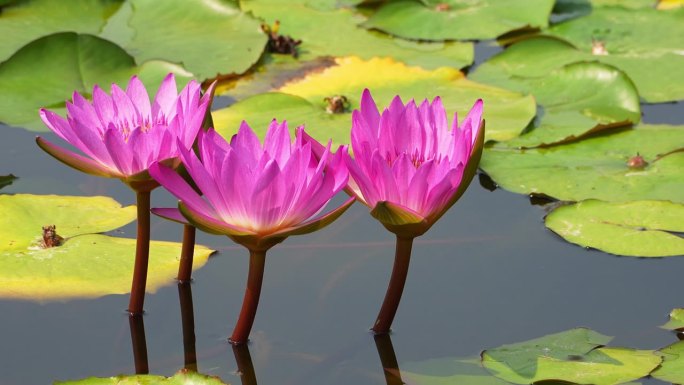 池塘里开着美丽的粉红色荷花和绿叶花。
