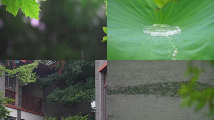 大自然雨水森林水滴植被滋润万物谷雨惊蛰春