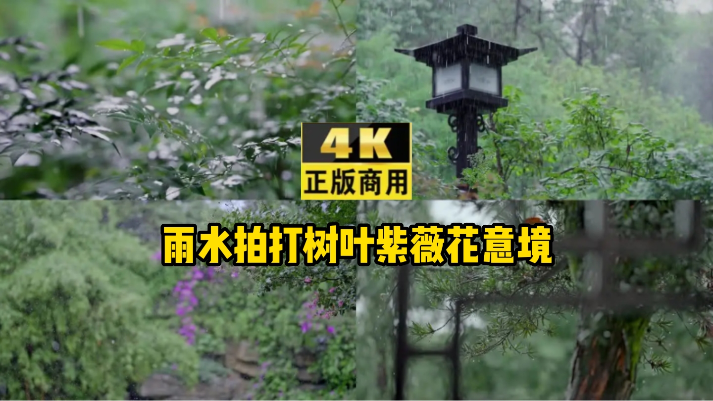 雨水拍打树叶紫薇花意境4k实拍