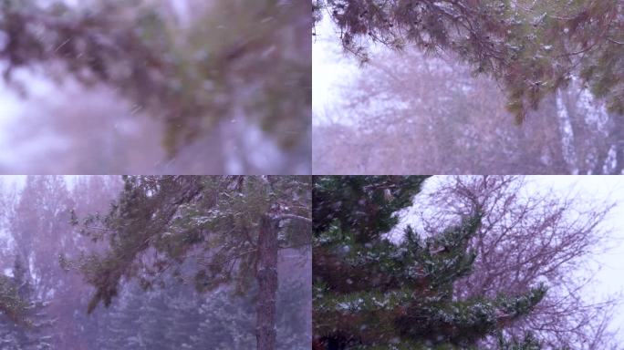 【4K原创素材】 冬季大雪纷纷带松树镜头