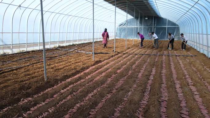 实拍温室大棚红薯育苗种薯掩埋农民劳动素材