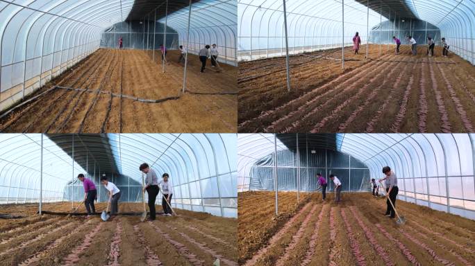 实拍温室大棚红薯育苗种薯掩埋农民劳动素材