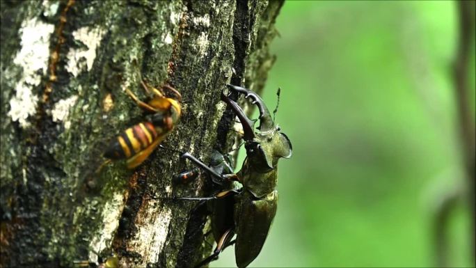 一只雄鹿甲虫在保护一只雌鹿