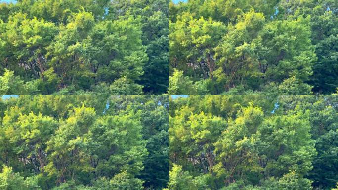 树木填充屏幕在微风中摇曳，完美的自然，森林，环境，放松，宁静，宁静，和平，平静的主题，纹理，背景