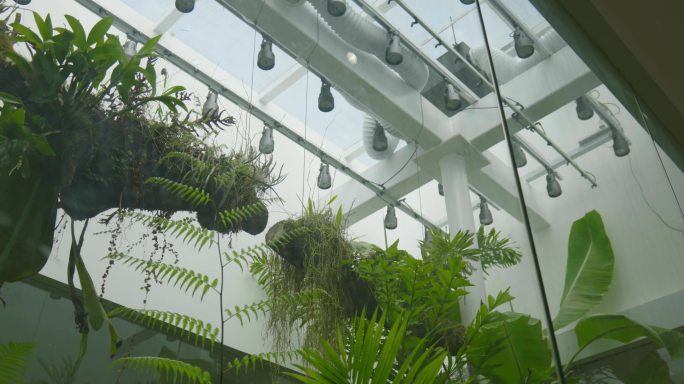 温室热带植物