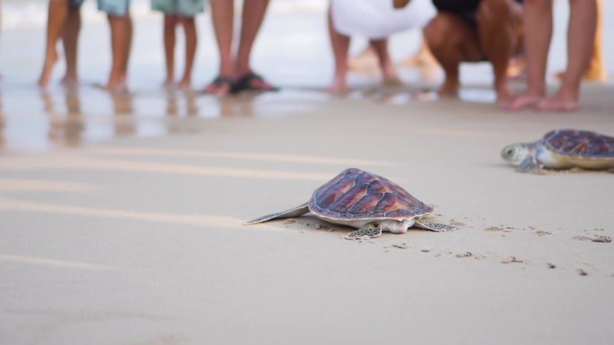 释放沙滩龟。