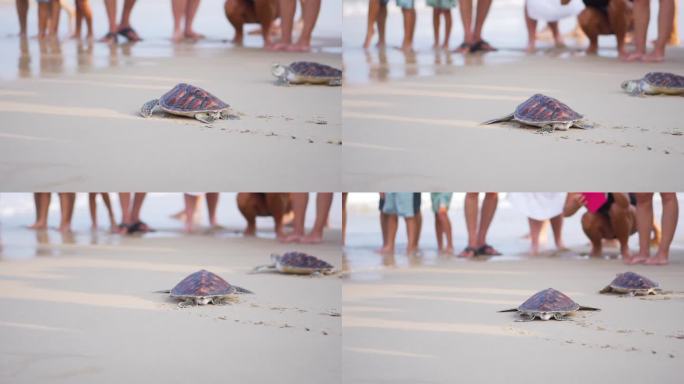 释放沙滩龟。