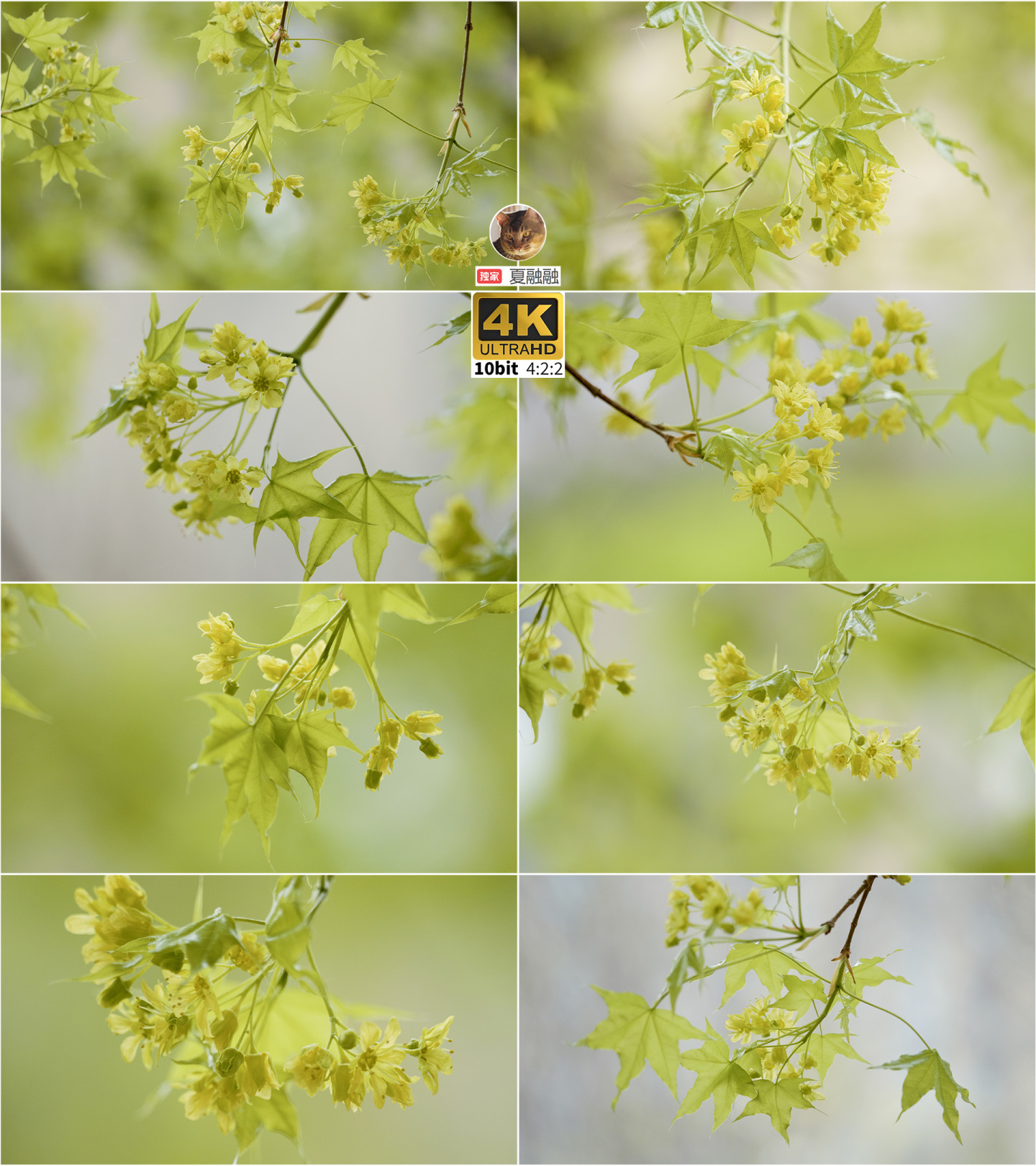 清新养眼的春天-枫树的嫩绿叶子和黄色的花
