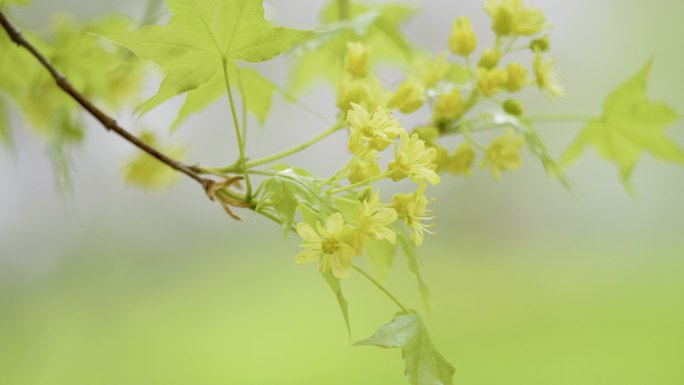 清新养眼的春天-枫树的嫩绿叶子和黄色的花