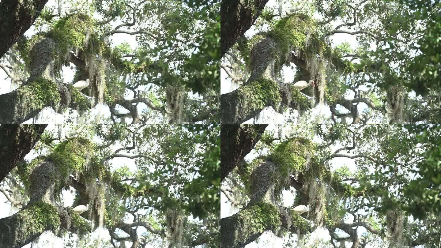 佛罗里达州奥兰多橡树树枝的朱鹮视频