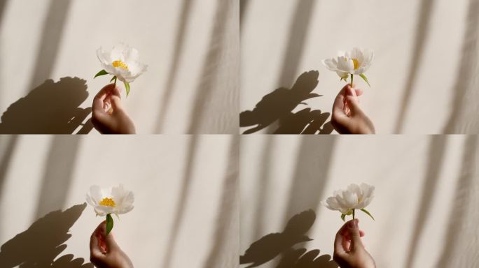 女孩手里拿着一朵牡丹花。牡丹叶子上的光影。透明柔和的光影在墙上。文本空间。产品展示，广告模型。