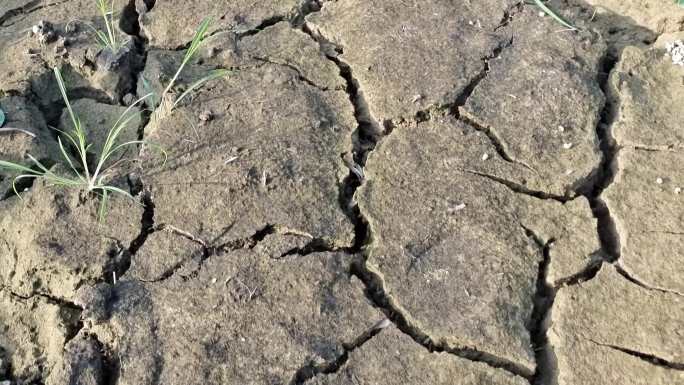 水田干旱大旱气候干燥泥巴爆裂泥土出现裂缝